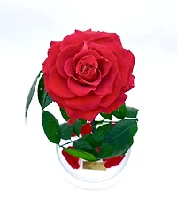 Eternity Rose Enchanted Glass Dome