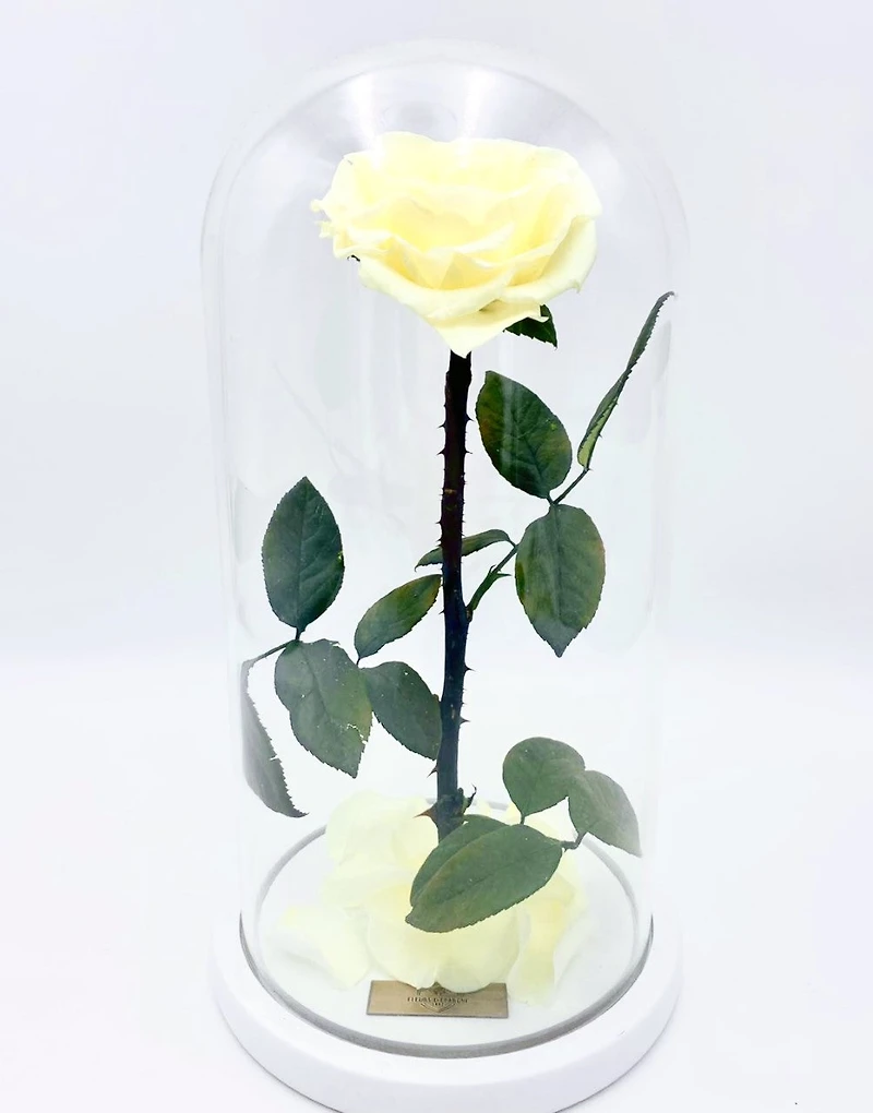 Enchanted Rose in Glass Dome