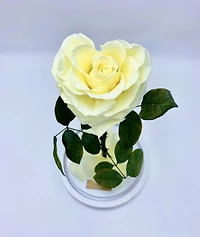 Enchanted Rose in Glass Dome