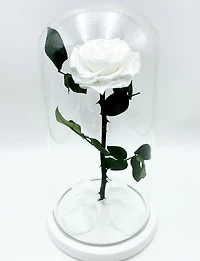 Enchanted Rose in Glass Dome