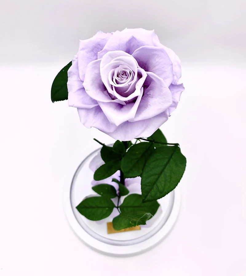 Eternity Rose Enchanted Glass Dome