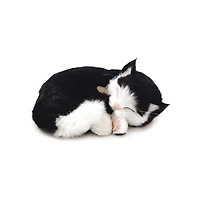 Perfect Petzzz Black & White Shorthair Kitten