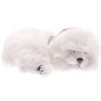 Perfect Petzzz Maltese