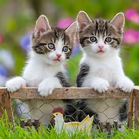 Kittens - 3x49 Piece Puzzle
