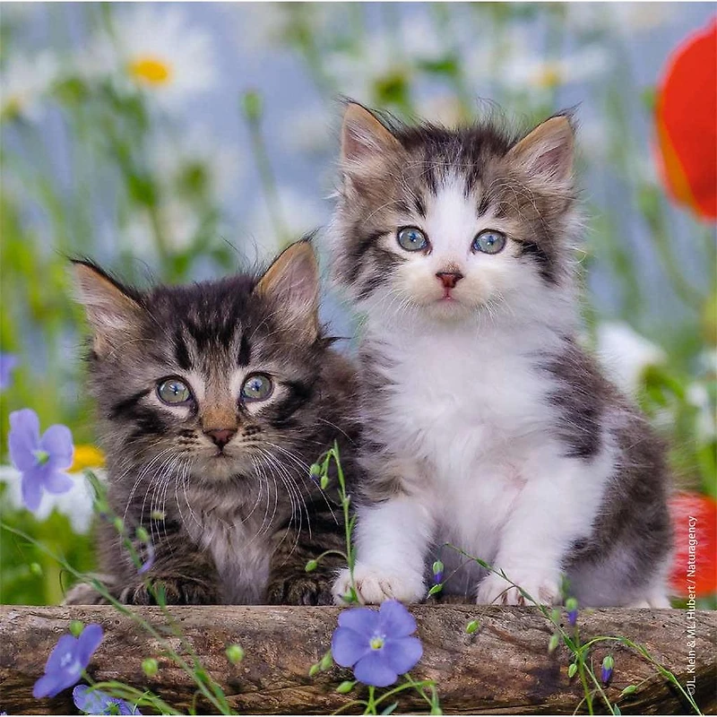 Kittens - 3x49 Piece Puzzle