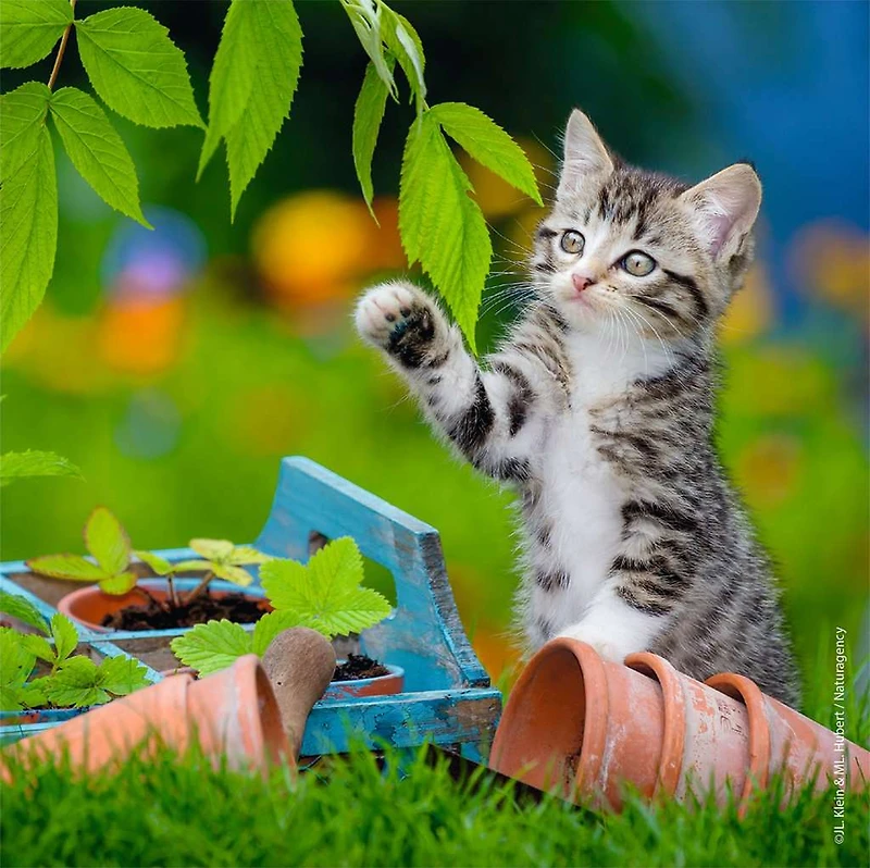 Kittens - 3x49 Piece Puzzle