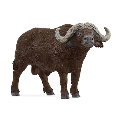 African Buffalo
