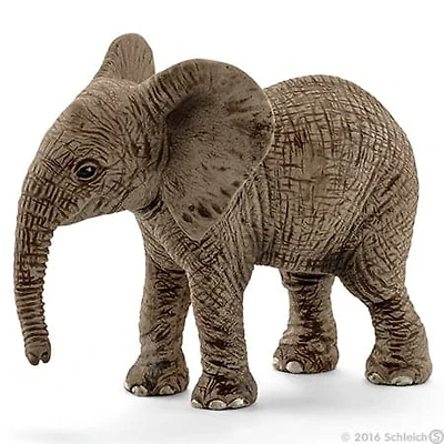 African Elephant Calf