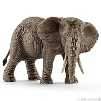 African Elephant