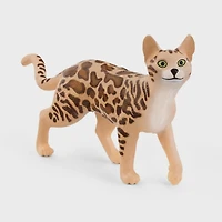 Bengal Cat