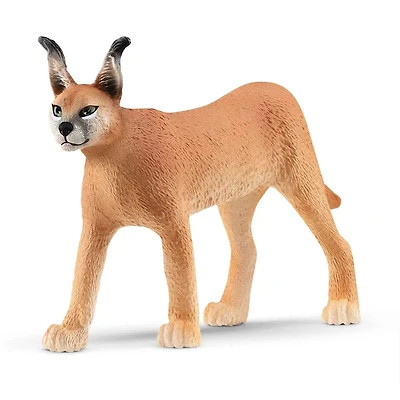 Caracal Female