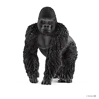 Gorilla, Male