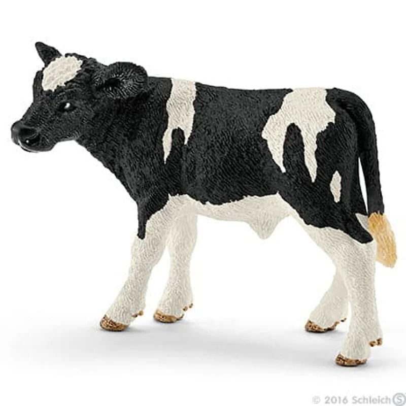 Holstein Calf