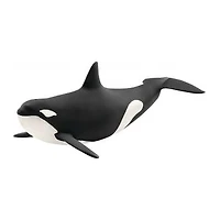 Killer Whale