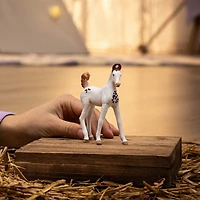 Marwari Foal