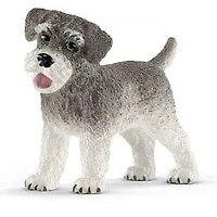 Miniature Schnauzer
