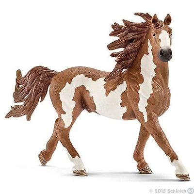 Pinto Stallion