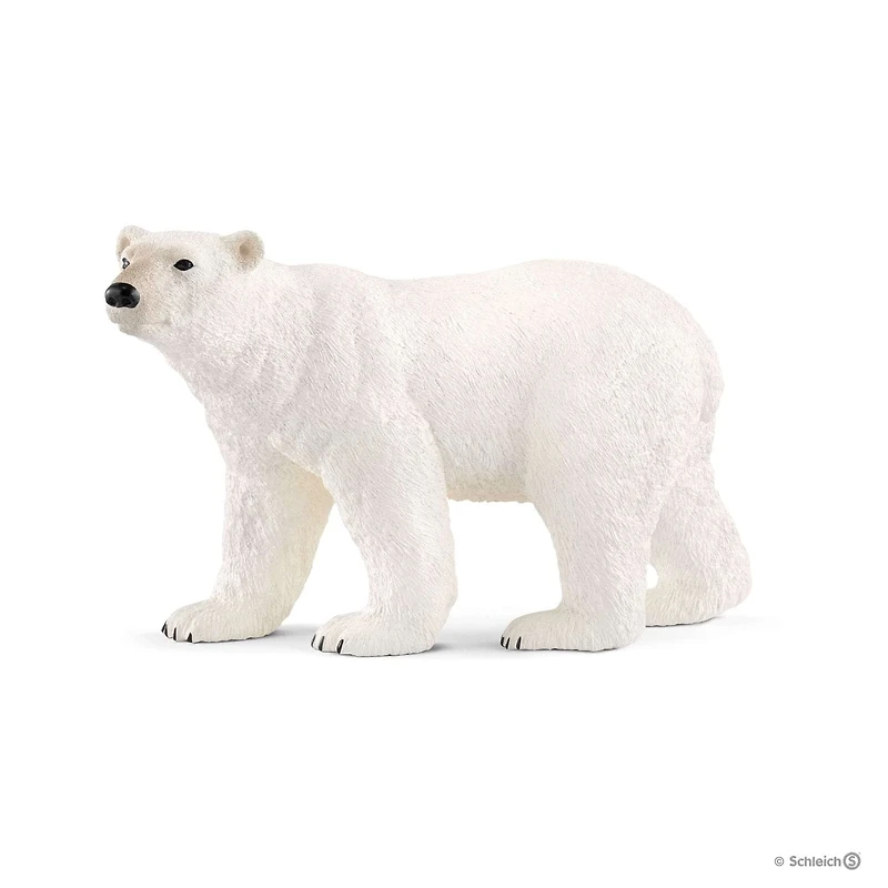Polar Bear
