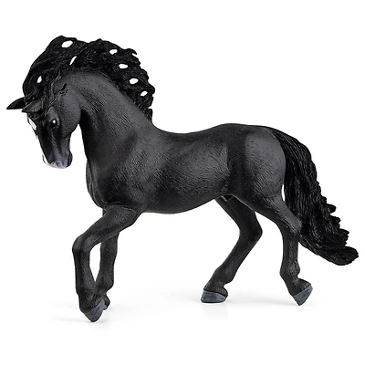 Pura Raza Espanola Stallion