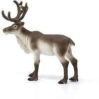Reindeer