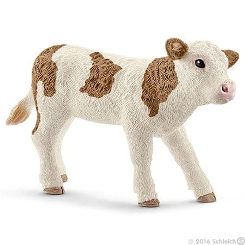 Simmental Calf