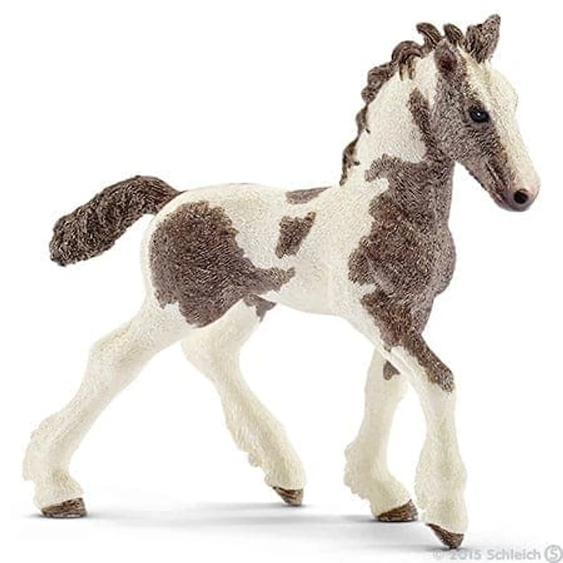 Tinker Foal