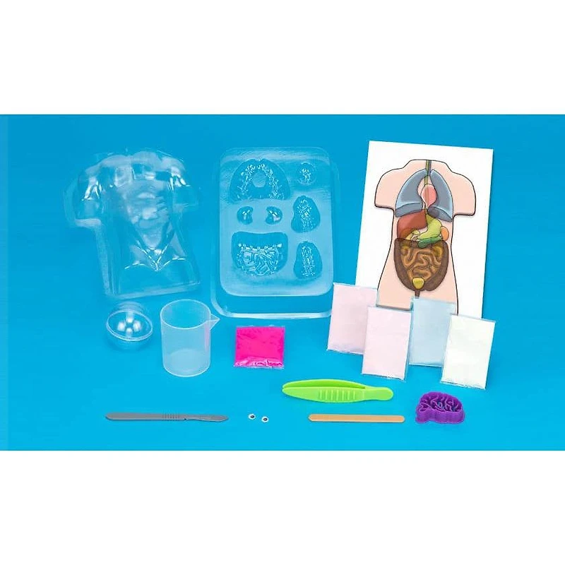 Gross Anatomy: Make-Your-Own Squishy Human Body