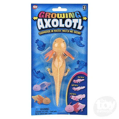 6" Growing Axolotl