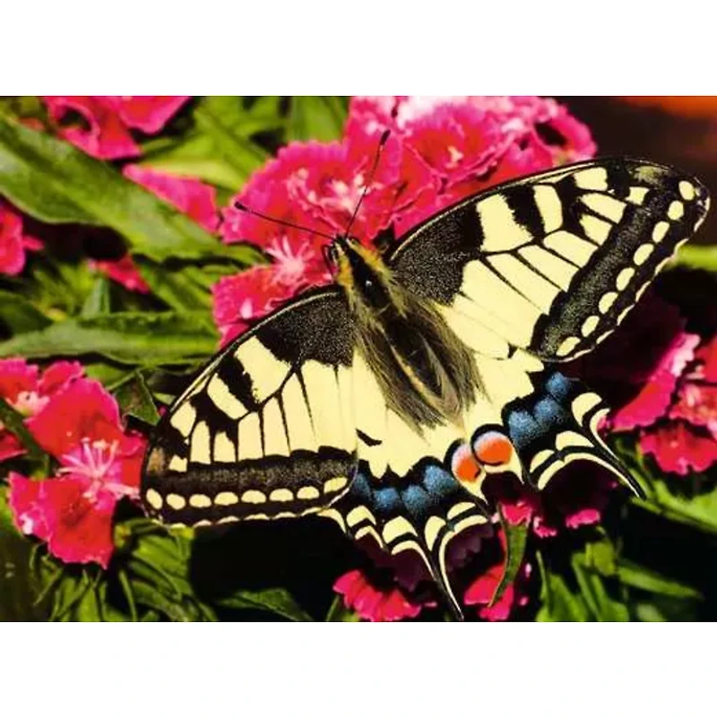 Ravensburger Papillon - 500 pièces