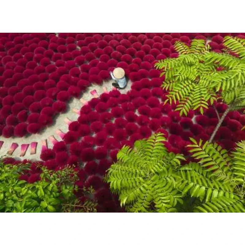 Ravensburger Un océan de rouge - 500 pièces