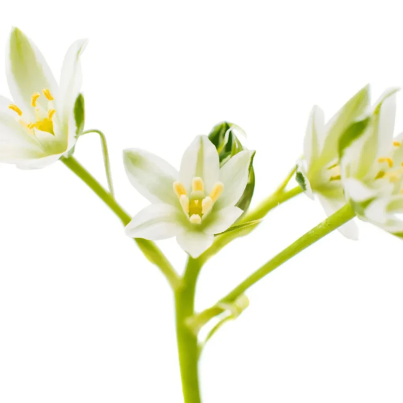 L’Anza | Healing Style Mega Gel — Firm Hold & Frizz Control