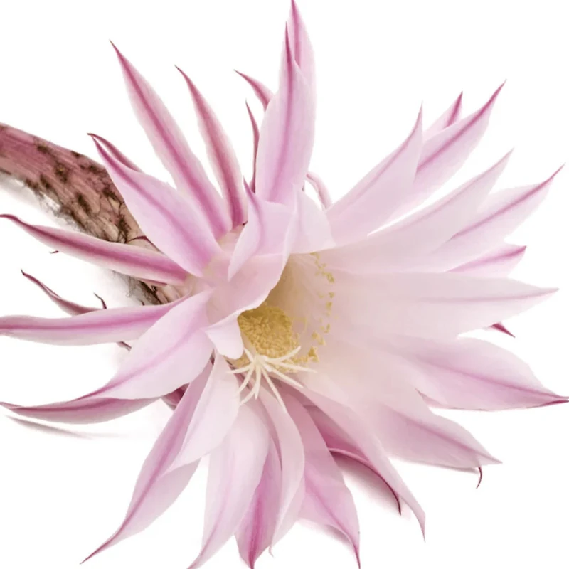 L’Anza | Healing Style Mega Gel — Firm Hold & Frizz Control