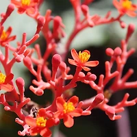 L’Anza | Crème Pâte Coiffante  — Tenue Remodelable & Fini Mat