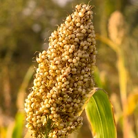 INTELLIGENT NUTRIENTS Soothe-Sayer Bi-Phase Treatment
