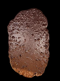 E-Dark chocolate blueberries bark (packaged in bags) - To be wrapped - 12 boxes