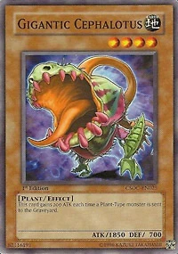 Gigantic Cephalotus - CSOC-EN025 - Common
