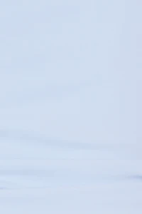 Sleek Sweetheart T Shirt