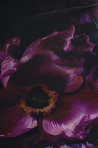 Serene Mesh Maxi Dress