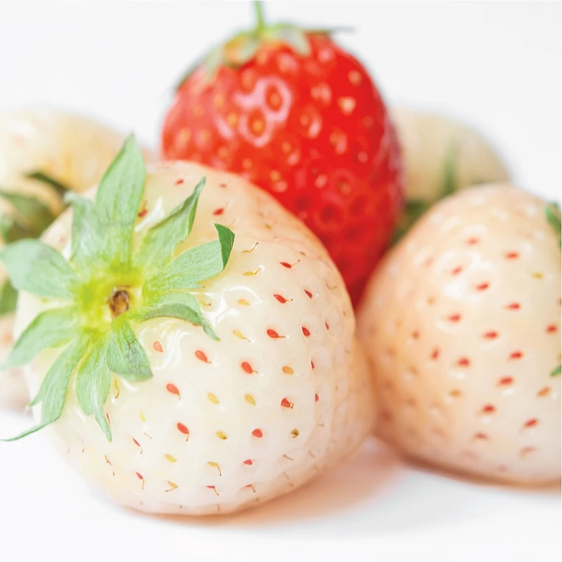 Olay Fresh Outlast Body Wash, White Strawberry & Mint