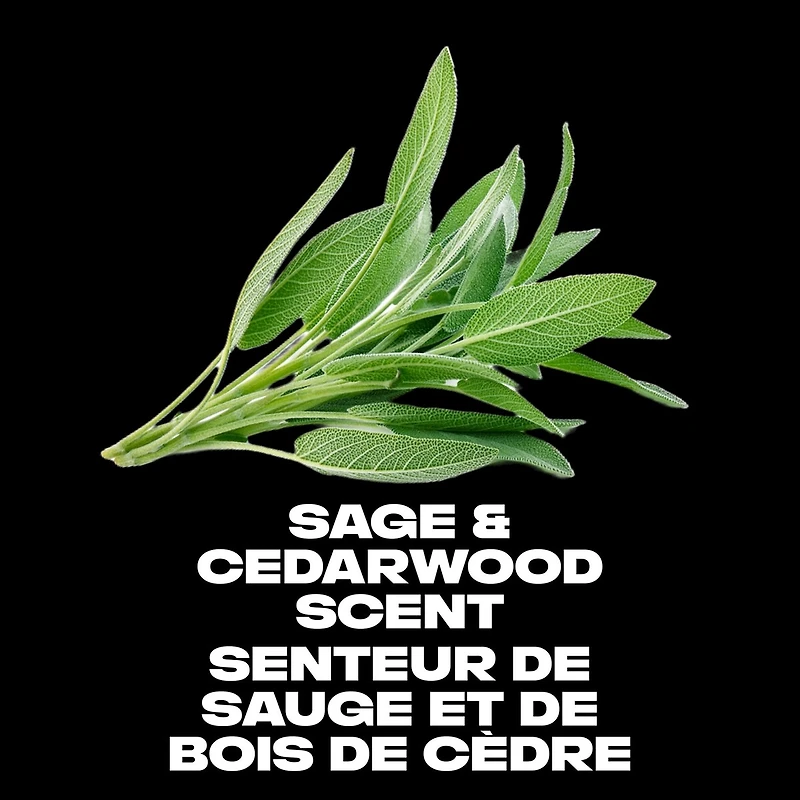 Antisudorifique en bâton  AXE Apollo sauge & bois de cèdre pour homme frais pendant 48 heures parfum haute définition 76 g Lot de 4