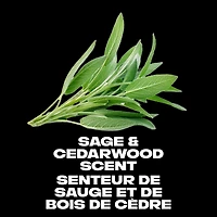 Antisudorifique en bâton  AXE Apollo sauge & bois de cèdre pour homme frais pendant 48 heures parfum haute définition 76 g Lot de 4