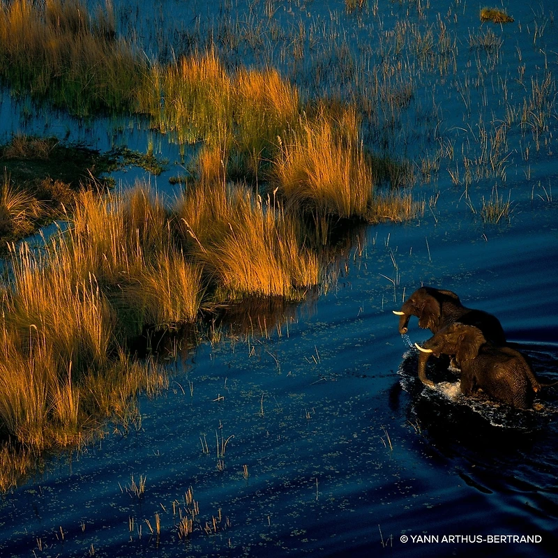 Aqua Allegoria Forte Rosa Rossa Eau de Parfum