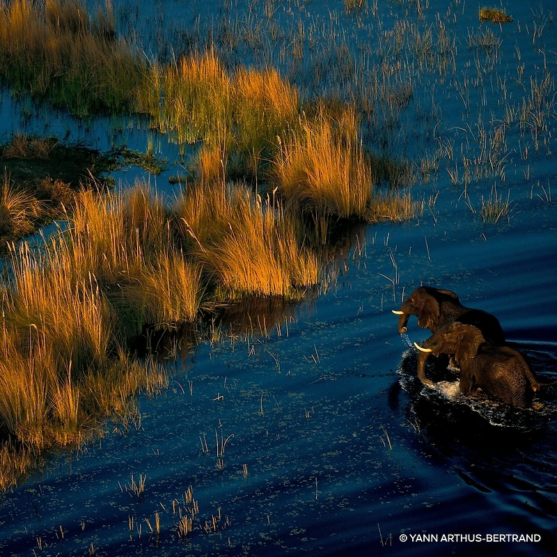 Aqua Allegoria Forte Oud Yuzu Eau de Parfum