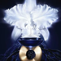 Orchidée Impériale - La Crème