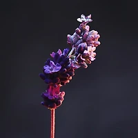 Déodorant PHANTOM