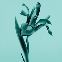 Tiffany Intense EDP 30ml