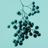 Tiffany Intense EDP 30ml