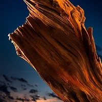 The Most Wanted Eau de Parfum Intense Deodorant Stick