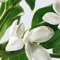 pure grace eau de parfum pour femme