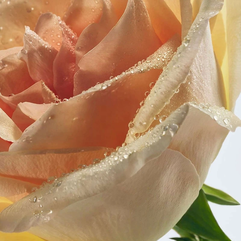 pure grace nude rose eau de parfum for women